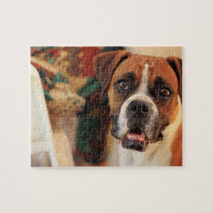 Süße Boxer