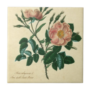 Süße Briar-Rose Fliese
