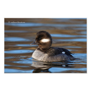 Süße Bufflehead-Ente auf Sunlit Wasser Fotodruck