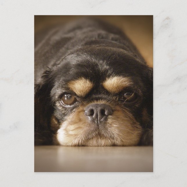 Süsse Cav! Postkarte (Vorderseite)