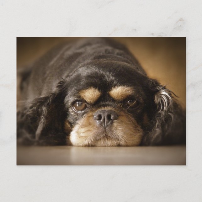 Süsse Cav! Postkarte (Vorderseite)