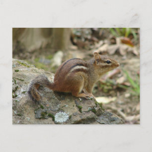 Süße Chipmunk Hot Springs Nationalpark-Geschenke Postkarte