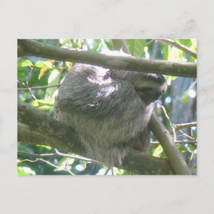 Süße Costa Rica Faultier DIY Postkarte