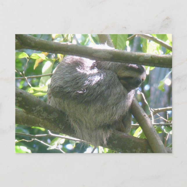 Süße Costa Rica Faultier DIY Postkarte (Vorderseite)
