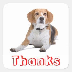 Süße Danke-Vielmals-Beagle-Welpen-Hund-Gruß-Aufkle Quadratischer Aufkleber