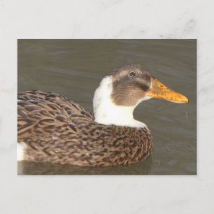Süße Ente Nahaufnahme DIY-Feiertagspostkarte Feiertagspostkarte
