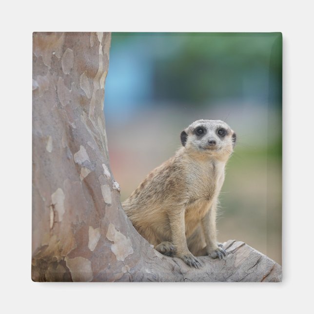 Süße Erdmännchen saß auf einem Baum Magnet (Vorne)