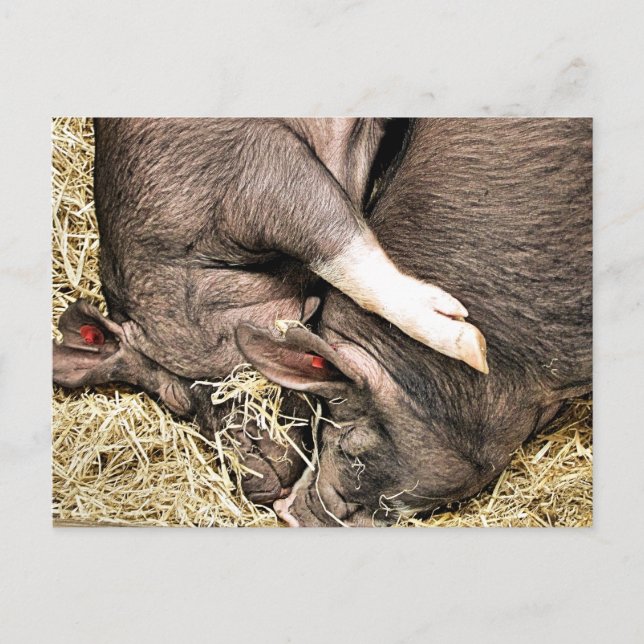 SÜSSE FERKEL POSTKARTE (Vorderseite)