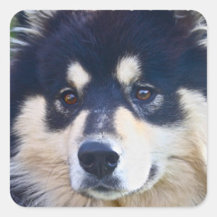 Süße finnische Lapphund Aufkleber