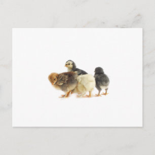süße flauschige Küken Postkarte