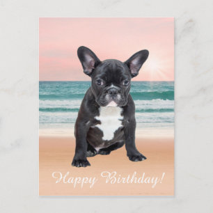 Süße Französische Bulldogge Strand Sonne Wasser Postkarte