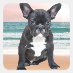Süße Französische Bulldogge Strand Sonne Wasser Quadratischer Aufkleber