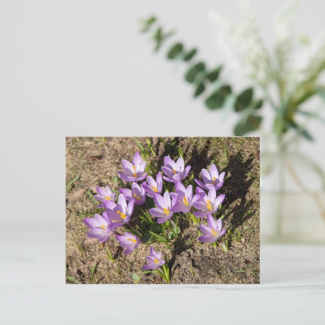 Süße Frühlings-Krokusse Postkarte (Stehend Vorderseite)
