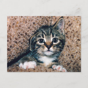 Süße getigerte Katze mit großen Augen schaut herau Postkarte