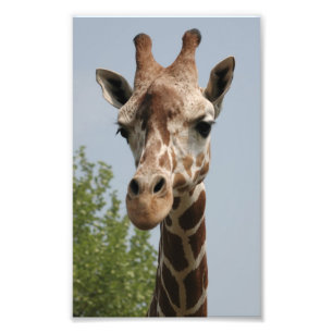 Süße Giraffe Fotodruck