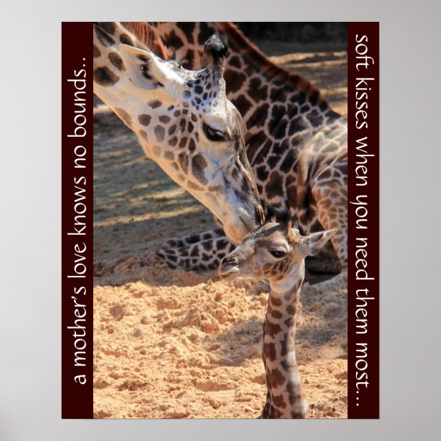 Süße Giraffen; die Liebe einer Mutter kennt keine  Poster (Vorne)