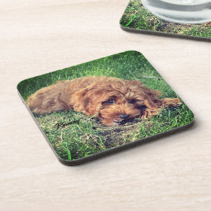 Süße Golden Doodle Getränkuntersetzer Getränkeuntersetzer