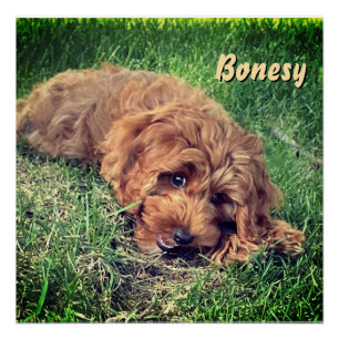Süße Golden Doodle Poster