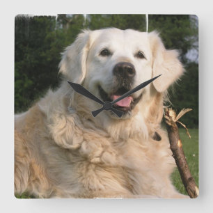 Süße golden retriever-Wanduhr Quadratische Wanduhr