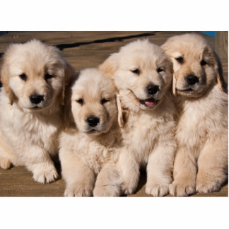Süße golden retriever-Welpen Fotoskulptur Magnet