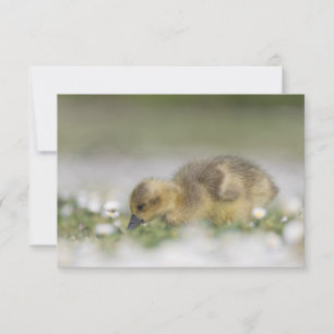 Süße Gössel-Naturfoto-Karte