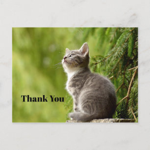 Süße graue Katze schaut hoch Foto Danke Postkarte