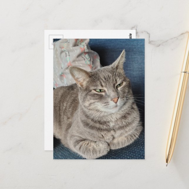 Süße Graue Tabby-Katze Postkarte (Vorderseite/Rückseite Beispiel)