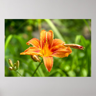 Süße große Lilienblumenfoto Poster