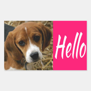 Süße Hallo / Hi Beagle Welpen Hund Grüß Aufkleber