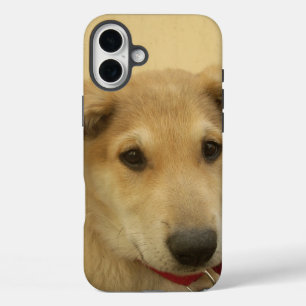 Süße Hunde und Welpen Der zweitbeste Freund des Me iPhone 16 Plus Hülle