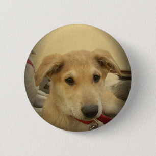 Süße Hunde und Welpen des Menschen zweitbester Fre Button