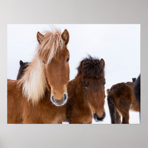 Süße isländische Pferde zusammen Poster