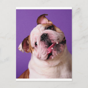 Süße ist ein Bulldogge Postkarte