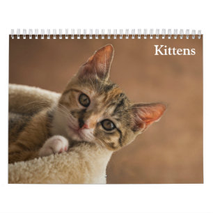 Süße Kätzchen 2027 Kalender