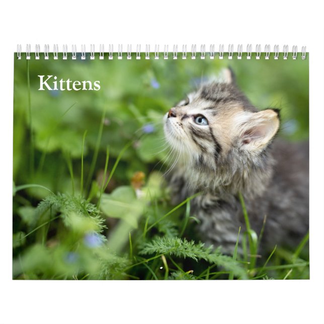 Süße Kätzchen 2027 Kalender (Titelbild)