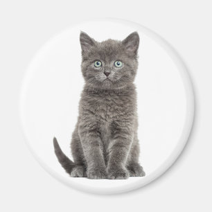 Süße Kätzchen Graue Katze Magnet
