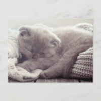 Süße Kätzchen Liebe Hallo Ich Vermisse Dich Katzen
