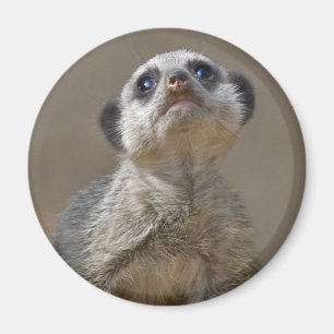 Süße Katze Magnet