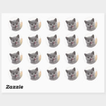 Süße Katze