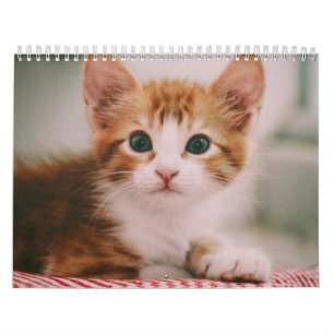 Süße Katzen Einfach Modern Kalender