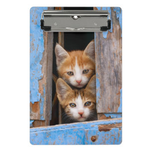 Süße Katzenbabys in einem blauen antiken Fenster F Mini Klemmbrett