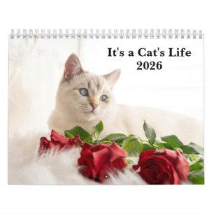Süße Katzenfoto - Es ist ein Katzenleben 2026 Kalender
