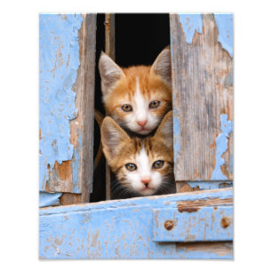 Süße Katzenkätzchen in Blau Vintage-Fenster-Papier Fotodruck