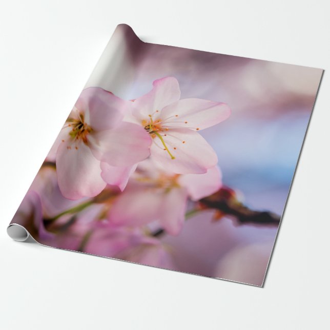 süße Kirschblüten in rosa Farbe und blauer Himmel Geschenkpapier (Ungerollt)