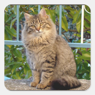 Süße kleine getigerte Katze Haustier Tier Kätzchen Quadratischer Aufkleber