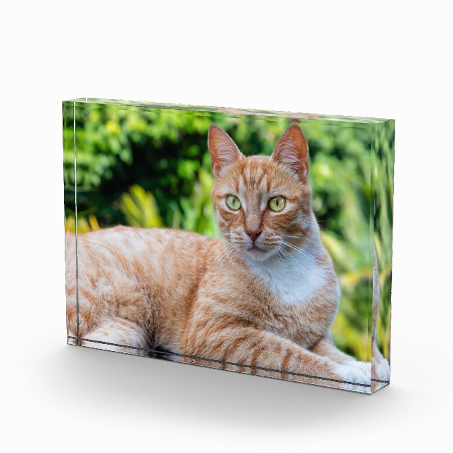 Süße kleine Kätzchen Fotoblock (Rechts)