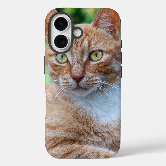 Süße kleine Kätzchen iPhone 16 Hülle (Rückseite)