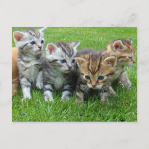 Süße kleine Kätzchen Postkarte