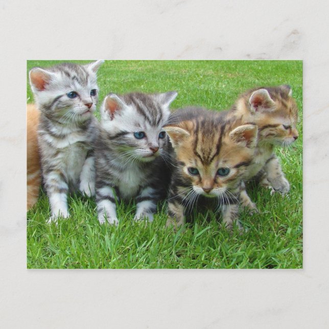 Süße kleine Kätzchen Postkarte (Vorderseite)