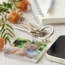 Süße kleine Kätzchen